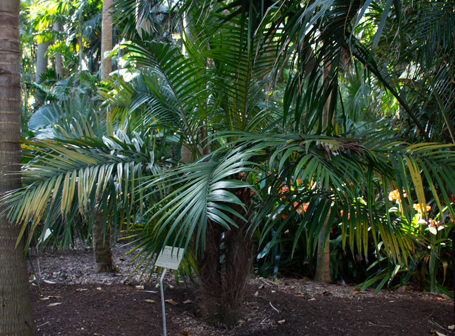 Gouane Palm – Dypsis utilis