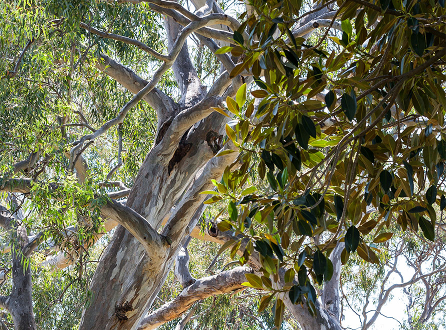 Treetops in The Domain