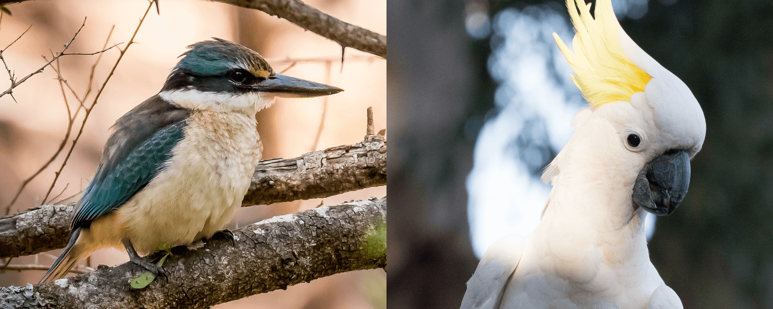 breakfast with birds hero banner 