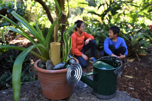 frog frenzy close up 