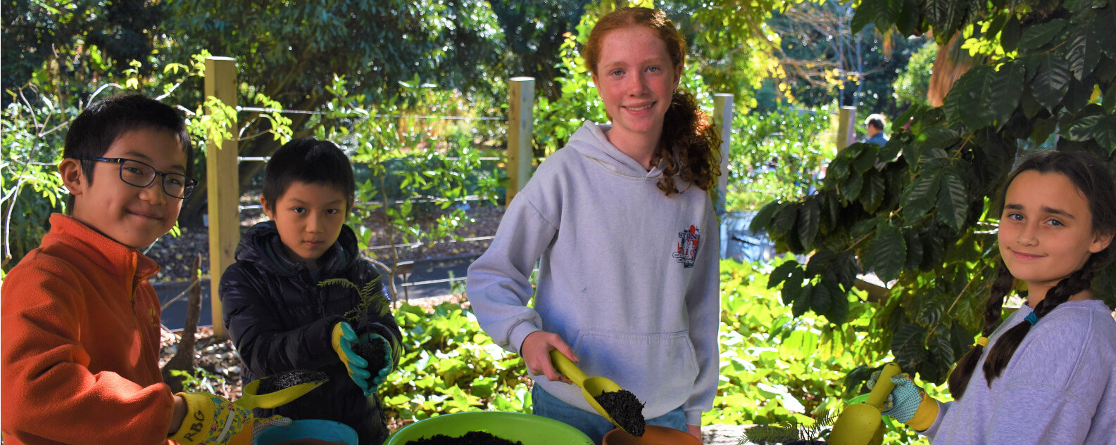 wollemi pine hero banner 