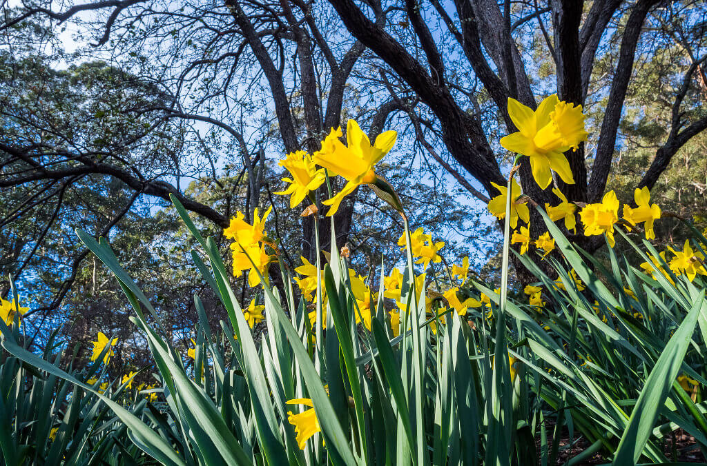 brunet meadow close up