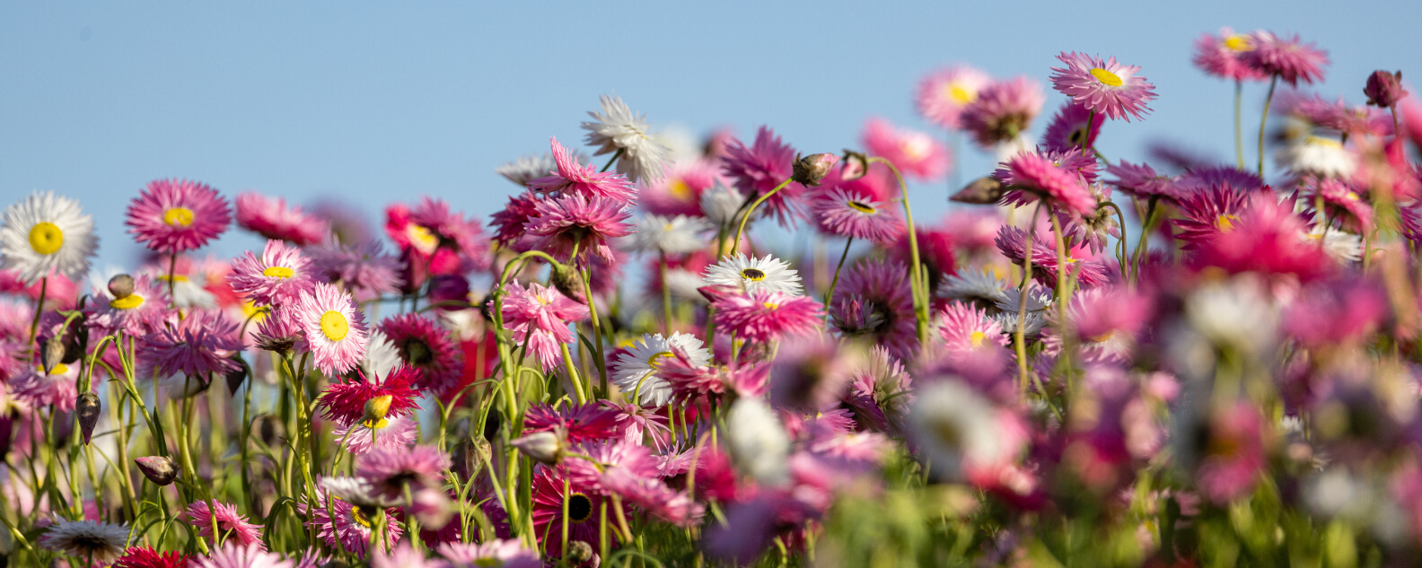 connection garden hero banner