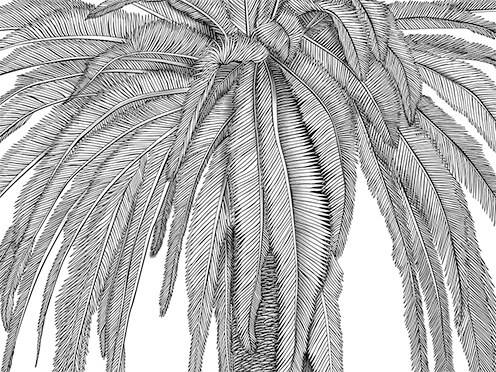 Black and white illustration of a Palm tree, Phoenix canariensis. Copyright: Juan Luis Castillo