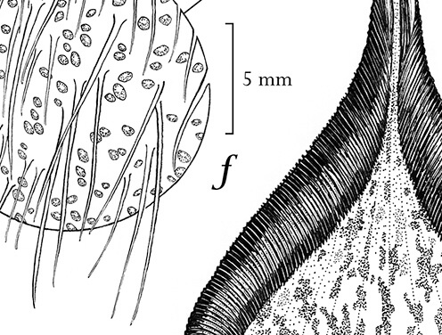 Black and white illustration of parts of a pitcher plant. Copyright: François Sockhom Mey