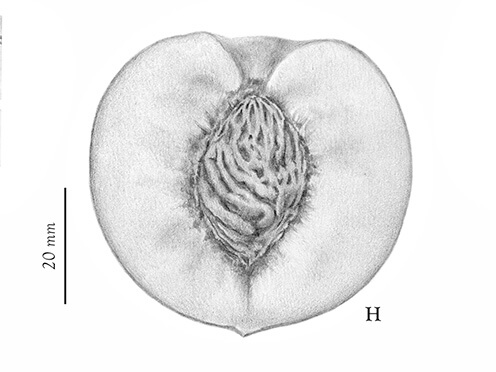 Black and white illustration of the cross section of a stone fruit. Copyright: Laura Ribulgo