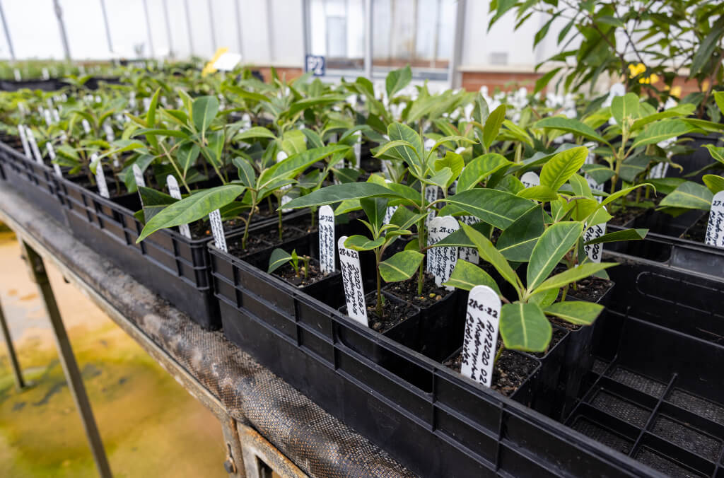 genome plant close up