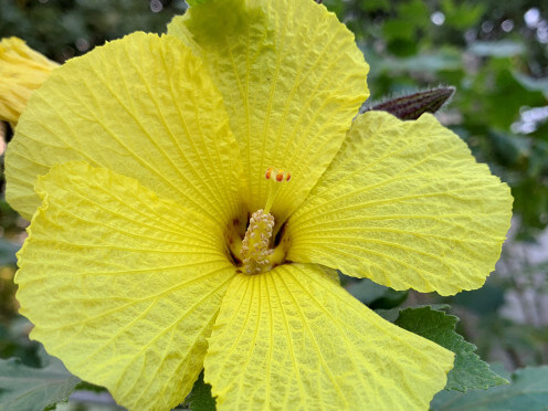 hibiscus thumbnail 