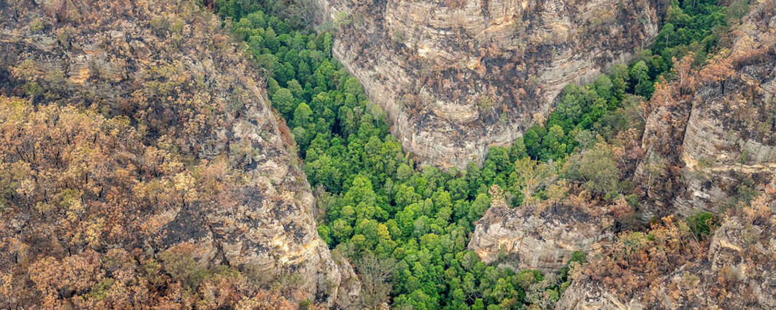A group of Wollemi Pines in a canyon