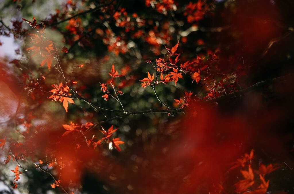 events-autumn-at-the-bmbg-1024x676.jpg