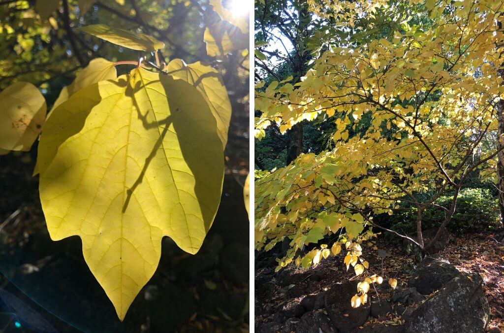 (Left) close up of of a Lindera obtusiloba leaf (Right) Lindera obtusiloba at Blue Mountains Botanic Garden Mount Tomah