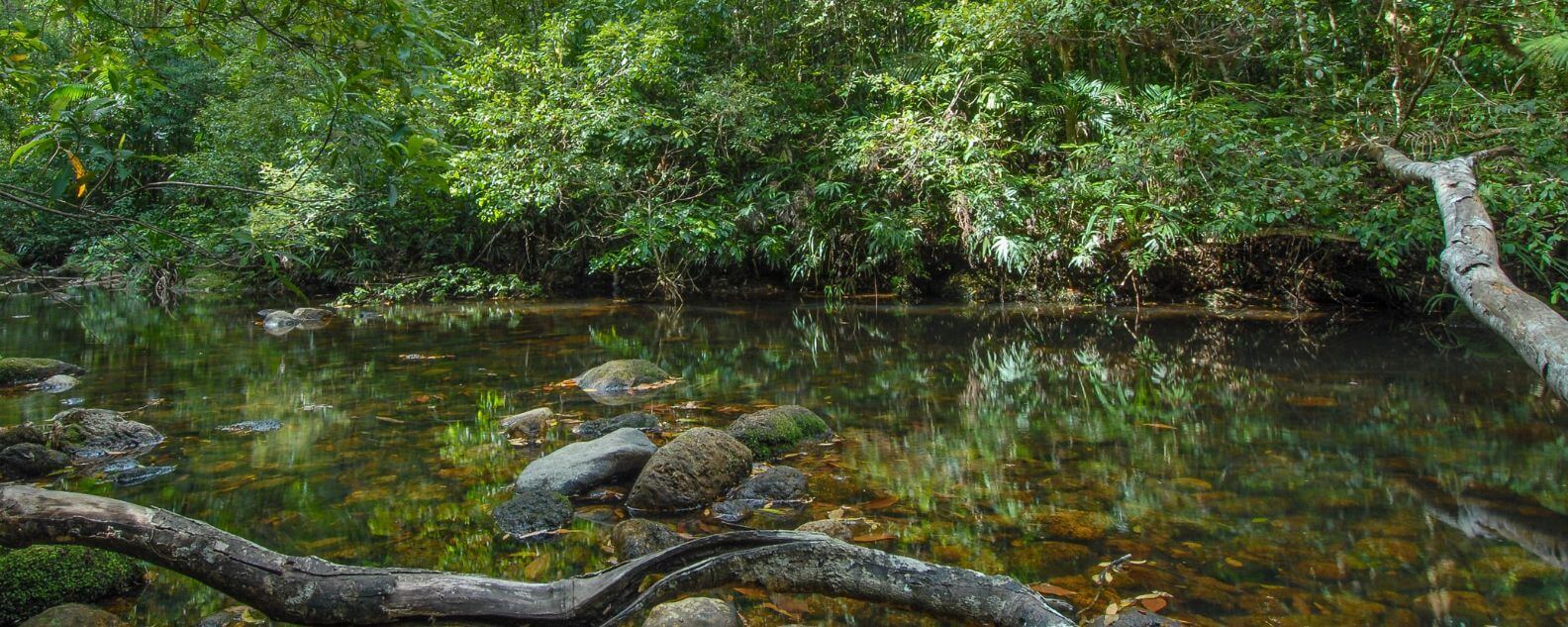 A rainforest.