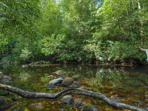A rainforest