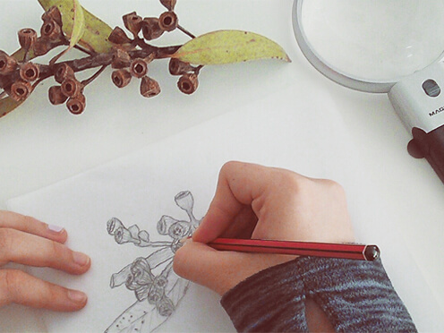botanical illustration close up