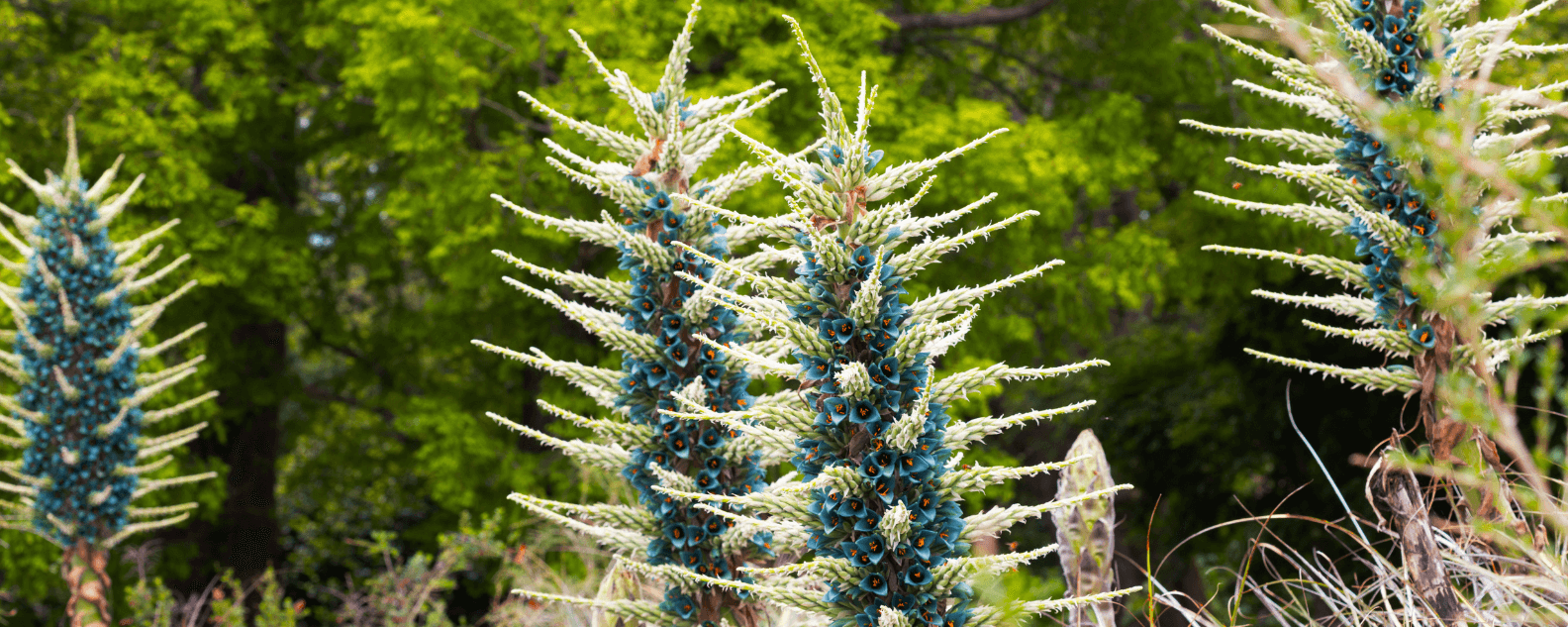Tall bright blue spikey plants in a garden.