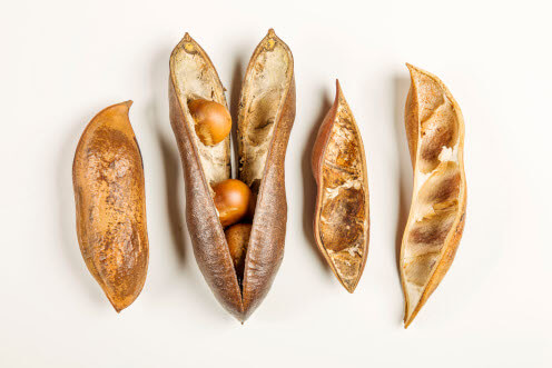 Education-black-bean-seed-thumbnail-496x372.jpg