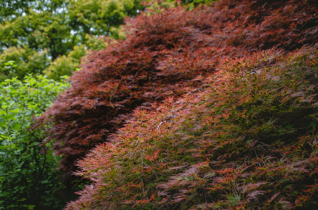 A red japanese maple tree leaves