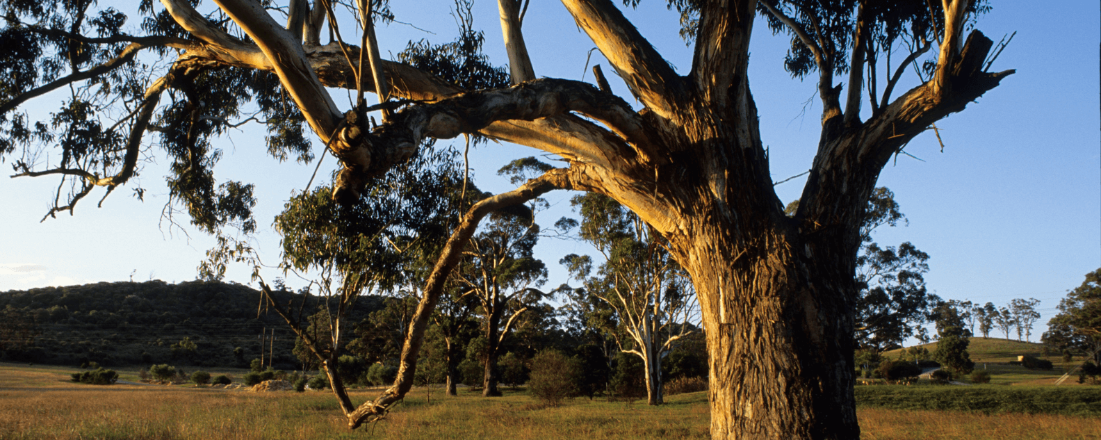 Eucalyptus tree in a woodland