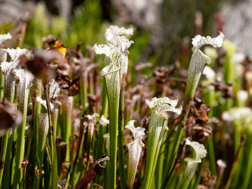 A group of white and green pitcher plants. 