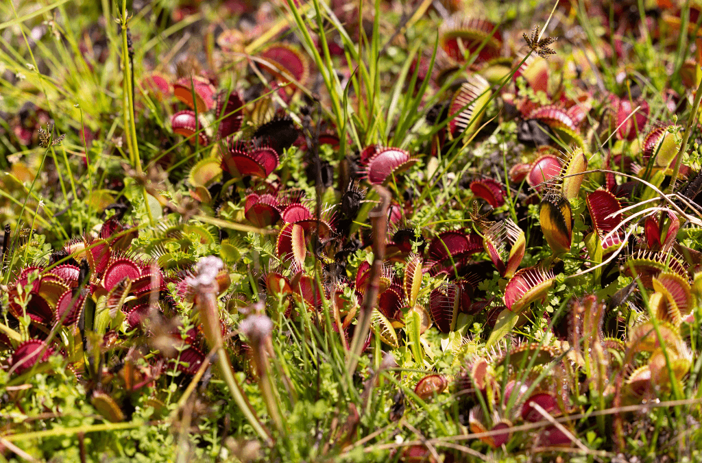 Red teeth like plants in a garden bed 