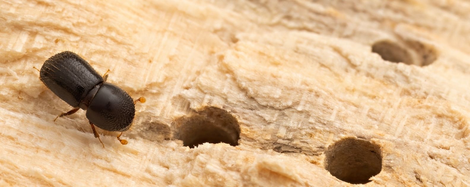 Shot-hole borer on a damaged tree 
