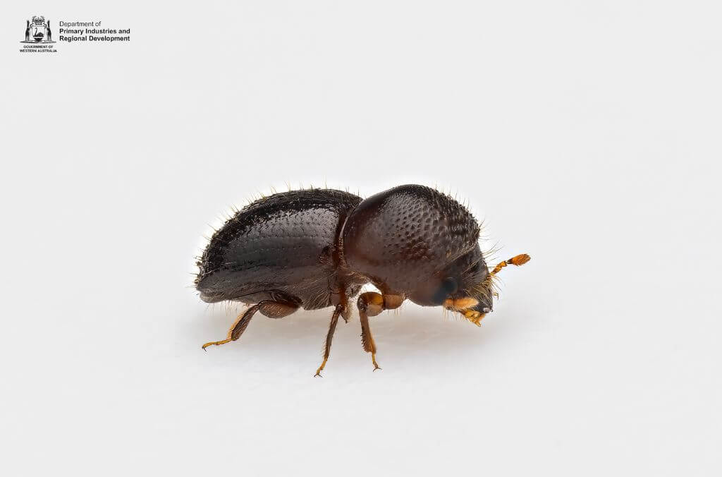 Close up of shot-hole borer beetle against a white background 