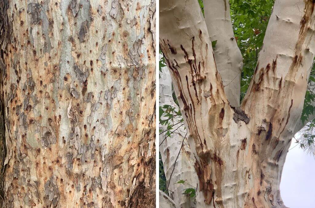 (L) Multiple entrance holes on the trunk or branches (R) Thick resin or sap on the tree’s branches or trunk