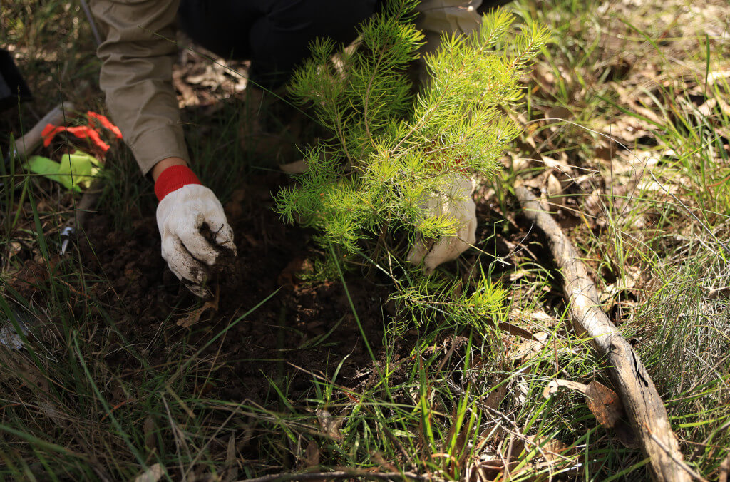 news-Persoonia-pauciflora-planting-recer-1024x676.JPG