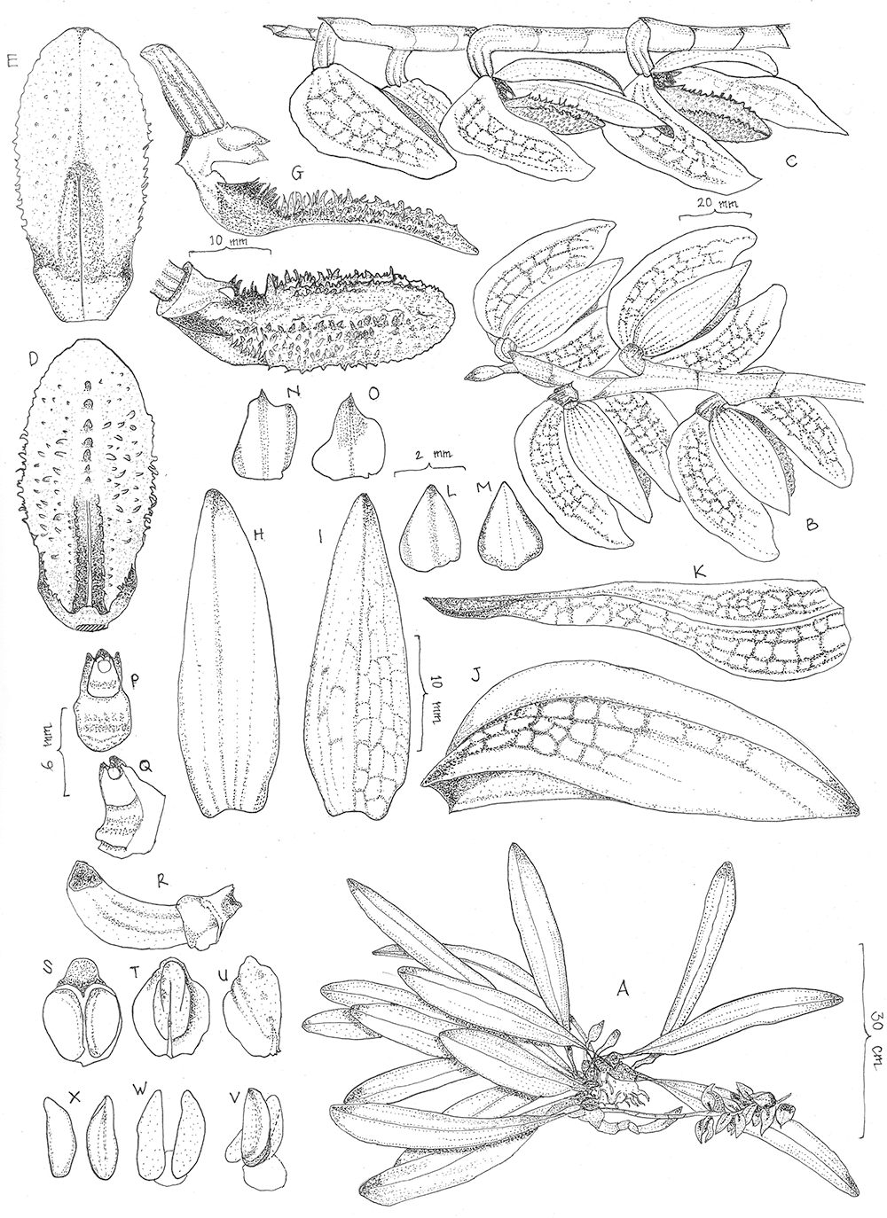 Bulbophyllum abuniorum, ink, Nanda Annisa, Indonesia