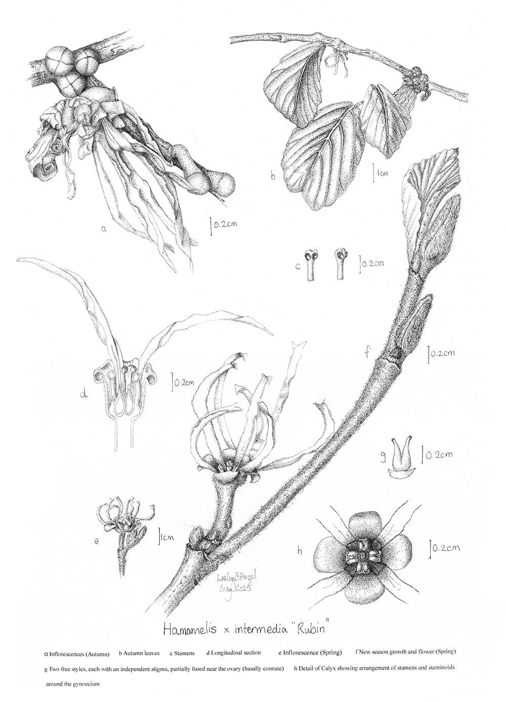 Hamamelis x Intermedia Rubin, ink, Lesley C. Hazel, UK
