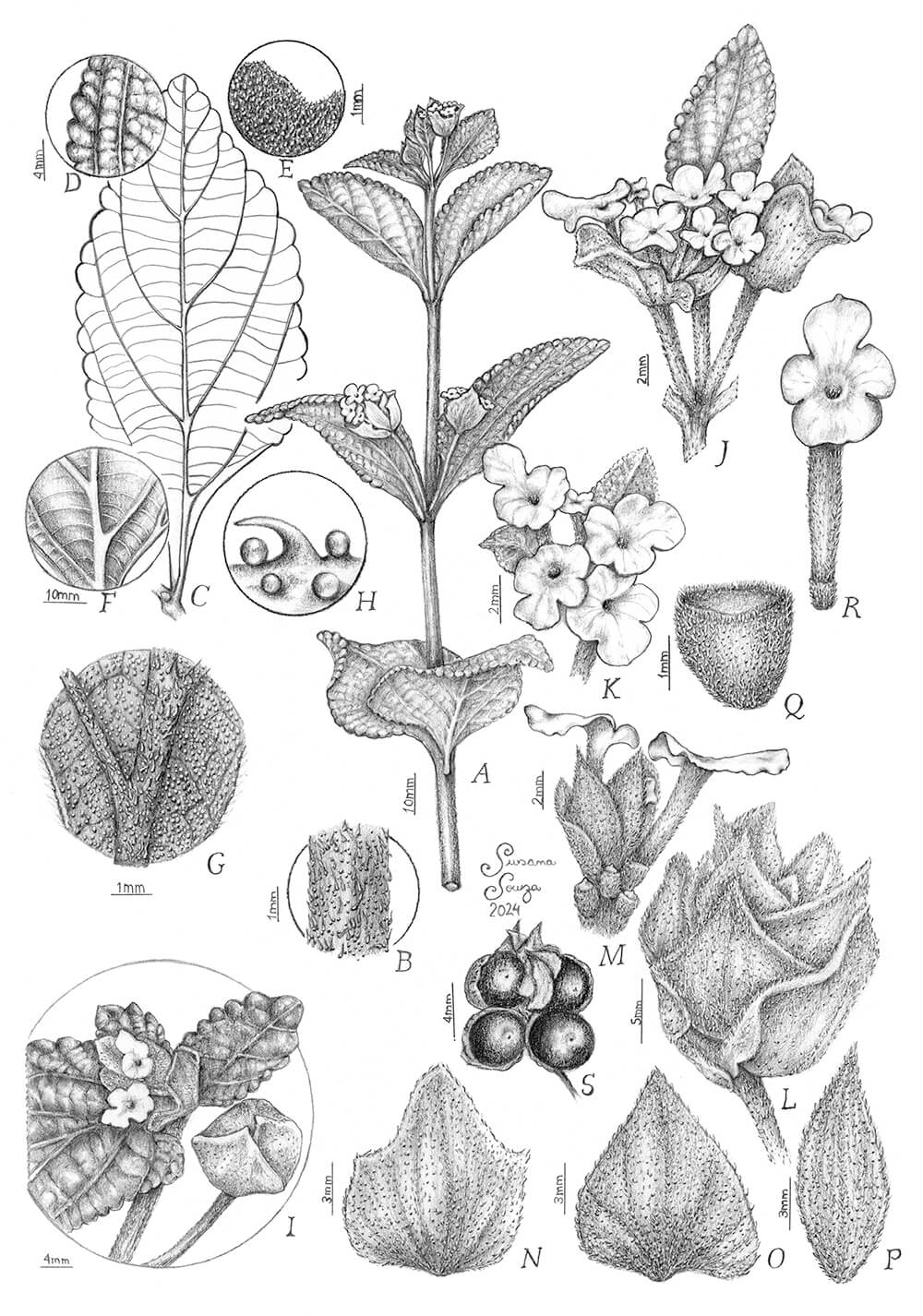 Lantana dunicola sp. nov., graphite, Susana de Souza, Brazil