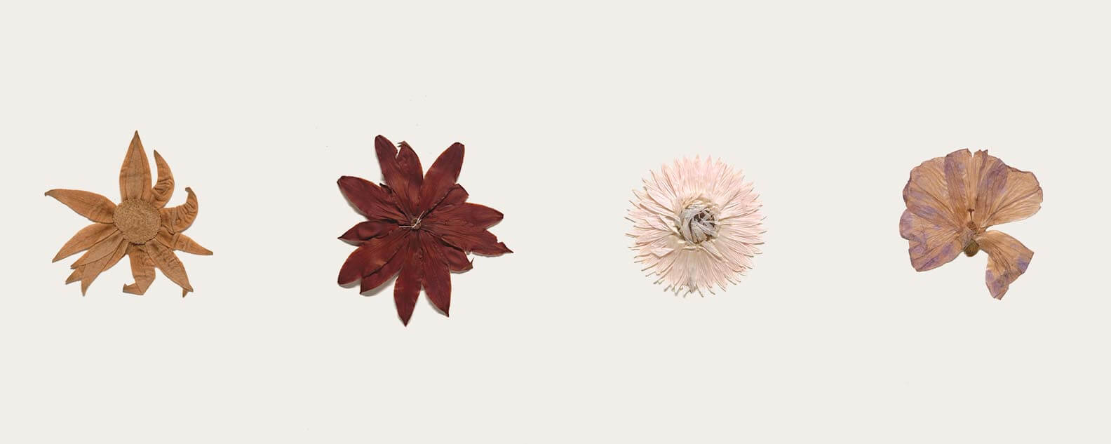 Dried specimens of the flannel flower, waratah, paper daisy and hibiscus all viewed from above with a white background. 