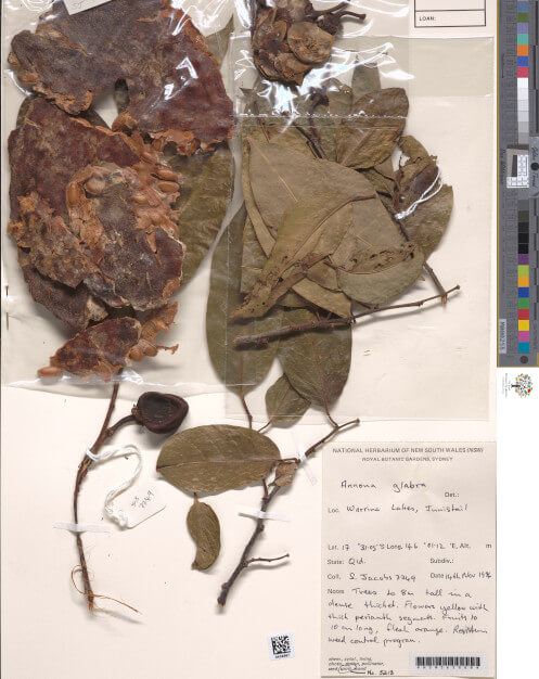 science-recer-Annona-glabra-weed-497x626.jpg