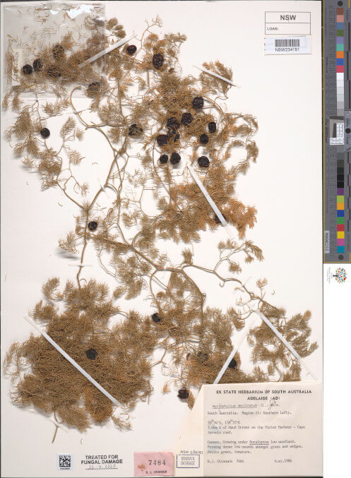 science-recer-Asparagus-declinatus-497x626.jpg