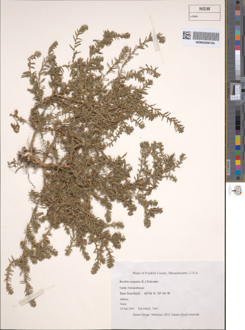 science-recer-Bassia-scoparia-1-497x626.jpg