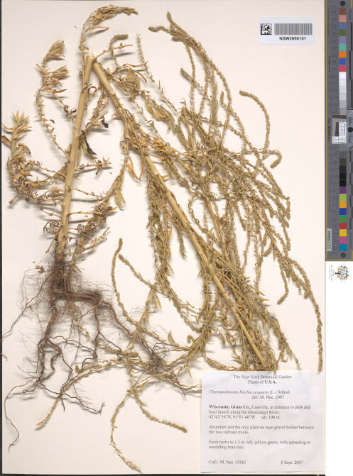 science-recer-Bassia-scoparia-2-497x626.jpg