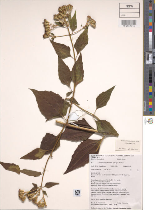 science-recer-Chromolaena-odorata-497x626.jpg
