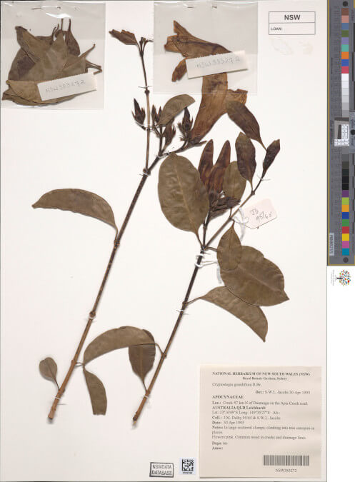 science-recer-Cryptostegia-grandiflora-497x626.jpg
