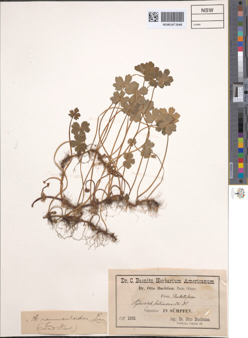 science-recer-Hydrocotyle-ranunculoides-497x626.jpg