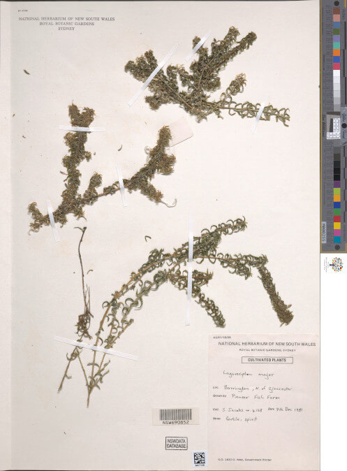 science-recer-Lagarosiphon-major-497x626.jpg