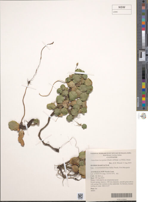 science-recer-Limnobium-laevigatum-497x626.jpg