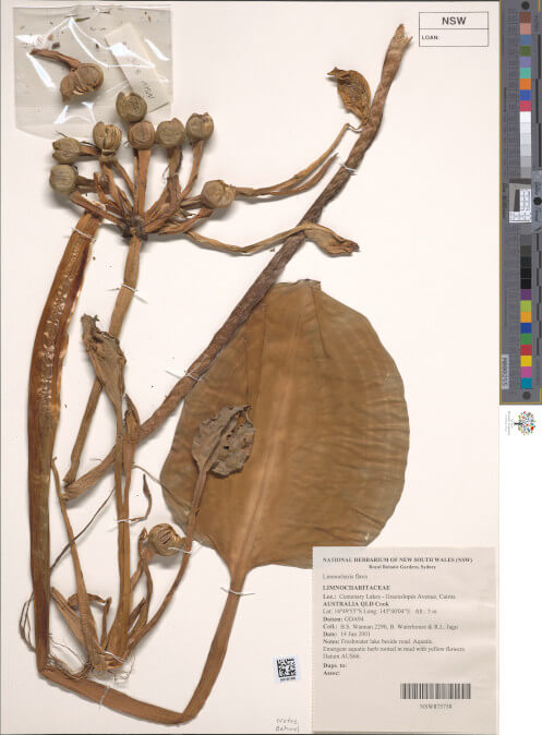 science-recer-Limnocharis-flava-497x626.jpg