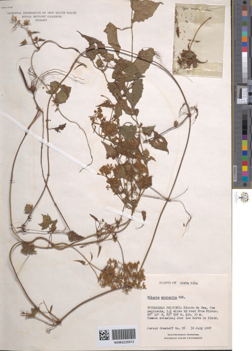 science-recer-Mikania-micrantha-497x626.jpg
