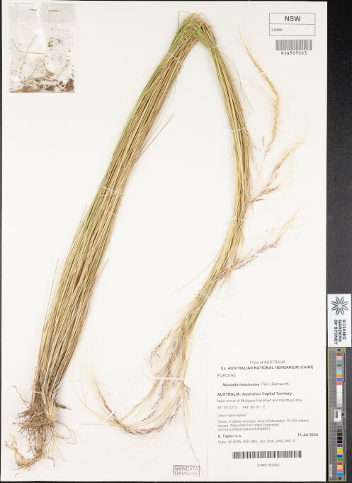 science-recer-Nassella-tenuissima-497x626.jpg
