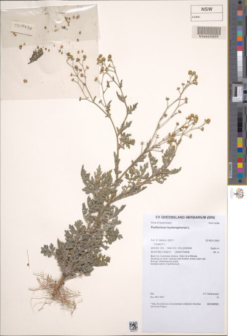 science-recer-Parthenium-hysterophorus-497x626.jpg