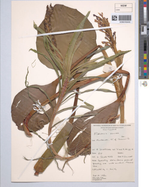 science-recer-Pontederia-azurea-497x626.jpg