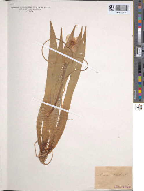 science-recer-Stratiotes-aloides-497x626.jpg