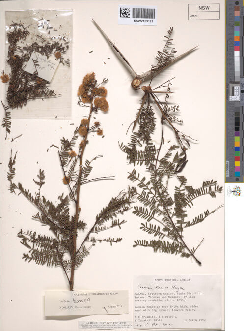 science-recer-Vachellia-karroo-497x626.jpg