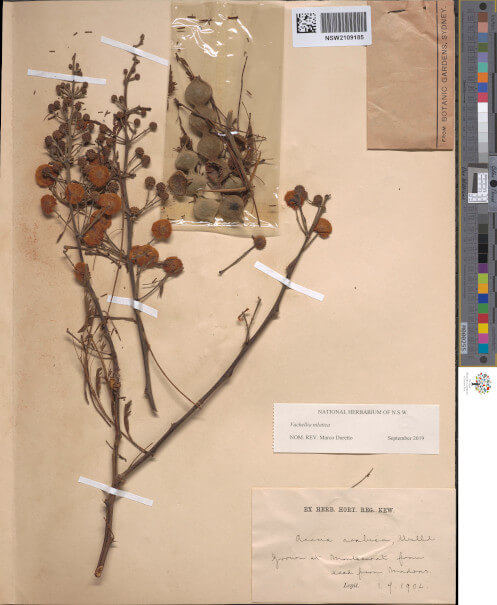 science-recer-Vachellia-niloticia-497x626.jpg