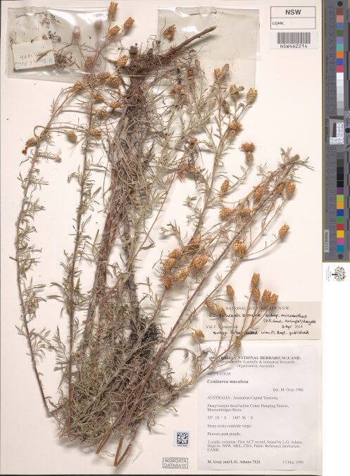 science-recer-centaurea-stoebe-497x626.jpg
